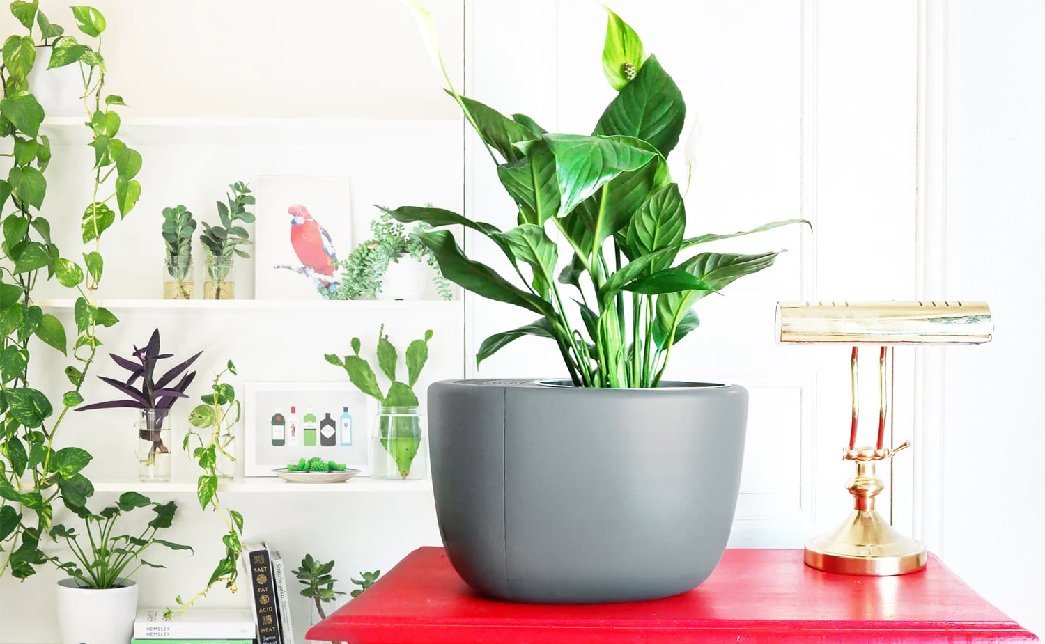 3 in 1 eco air purifier dehumidifier and self watering smart plant E7A1E35Do