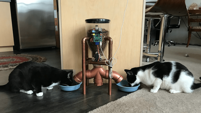 FeederBackWithCats 800x450