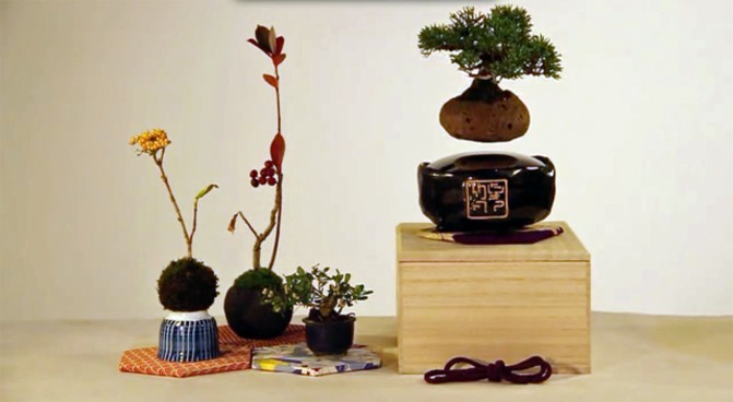 bonsai 671x368