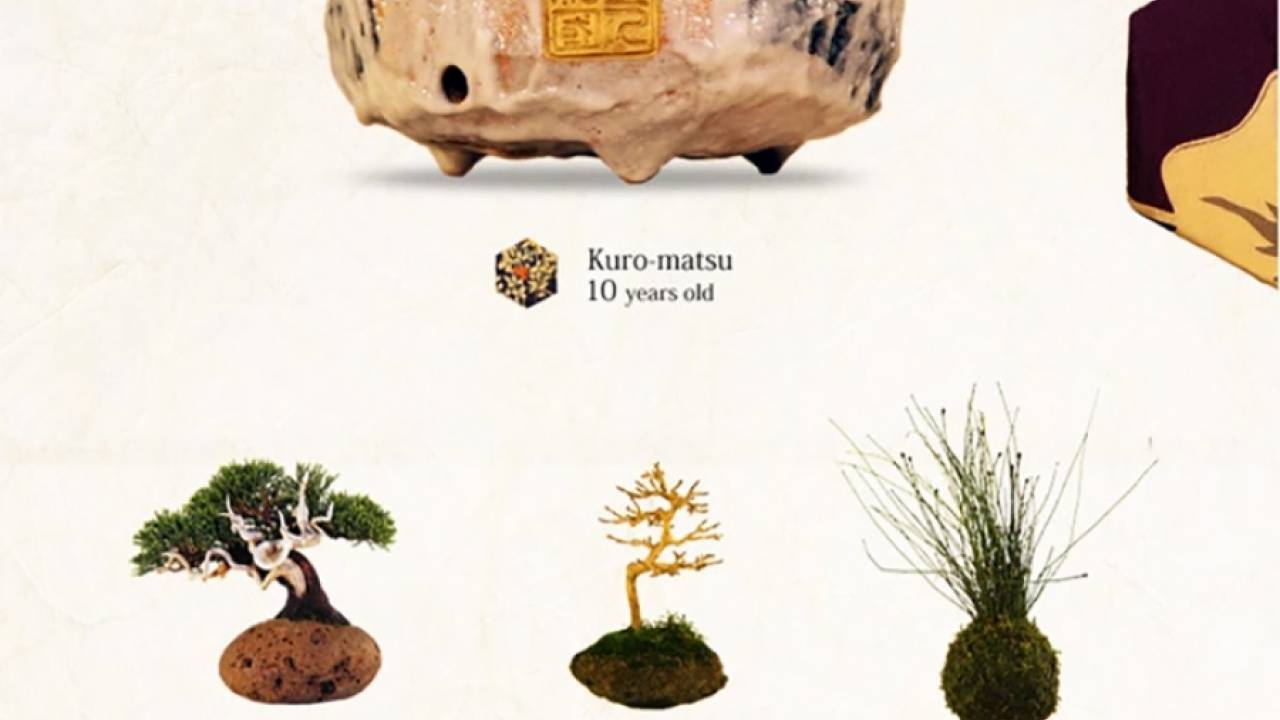 Air Bonsai: парящие в магнитном поле растения от японской компании Hoshinchu